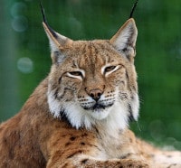 Luchs im Bayerwald